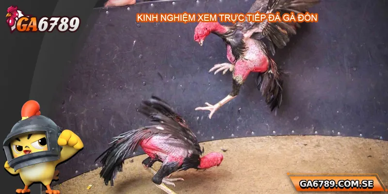 Trực Tiếp Đá Gà Đòn - Xem Chất Lượng Cao Tại Ga6789 3 Kinh nghiệm xem trực tiếp đá gà đòn hiệu quả